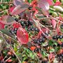 Appelbes 'Viking'